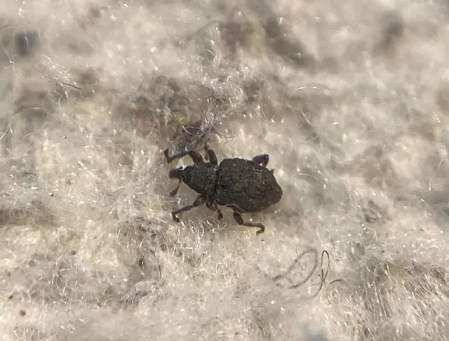 Tanysphyrus lemnae - békalencse-ormányos