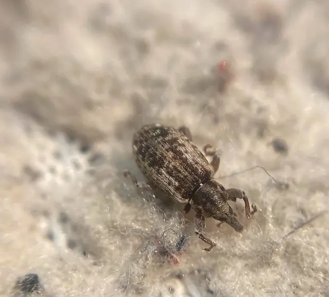 Dorytomus ictor - szegélyes hangormányos
