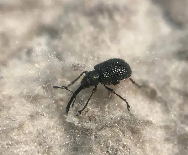 Neocoenorrhinus minutus - bronzos eszelény