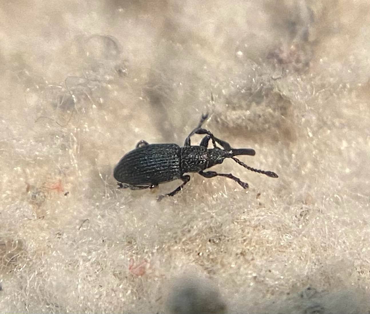 Ceratapion basicorne - sarlóslábú cickányormányos