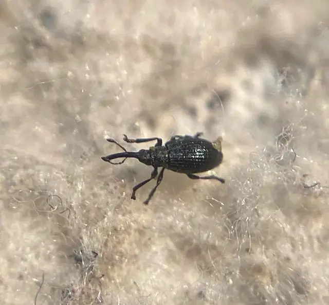Ischnopterapion loti - szarvaskerep-cickányormányos