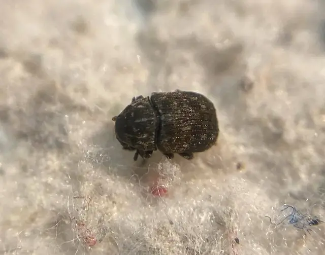 Anthribus nebulosus - ködfoltos pajzstetvész-orrosbogár