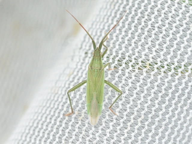 Stenodema calcarata - sarkantyús mezeipoloska