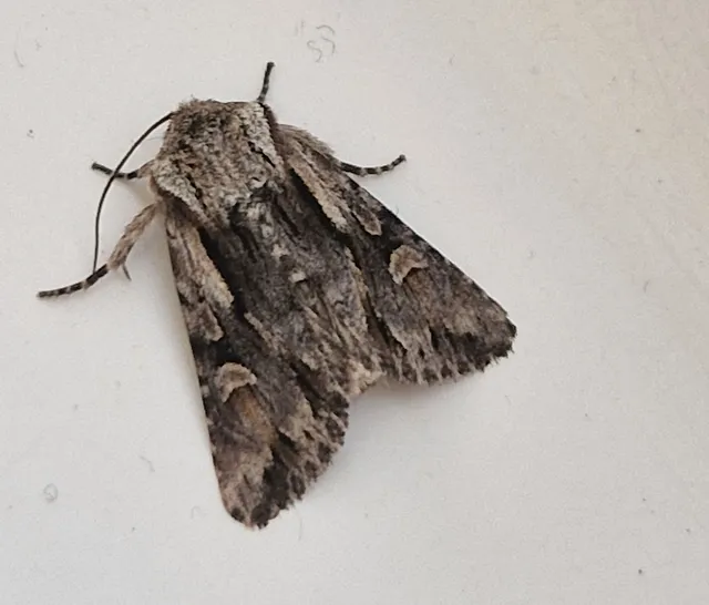 Chloantha hyperici - orbáncfű-sugarasbagoly