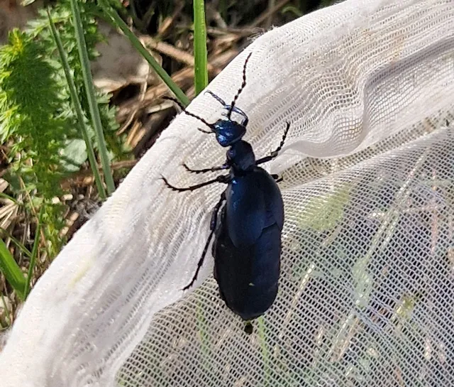 Meloe violaceus - kék nünüke
