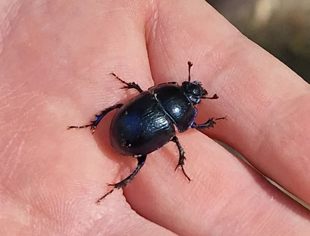 Anoplotrupes stercorosus - erdei álganéjtúró