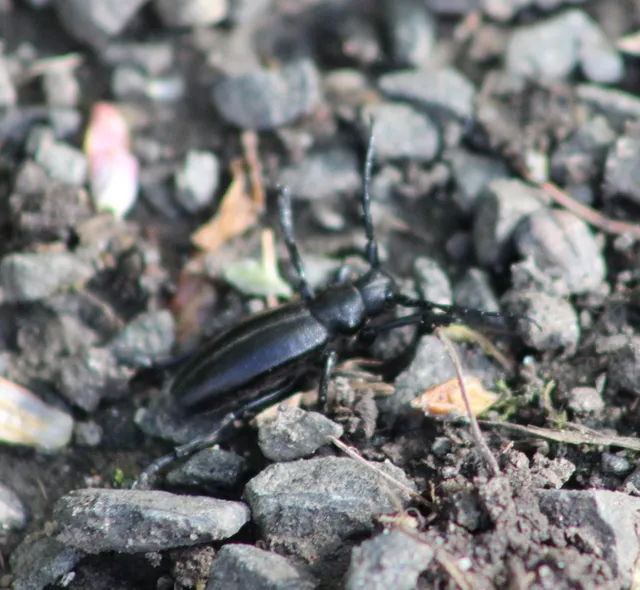 Dorcadion aethiops - fekete gyalogcincér