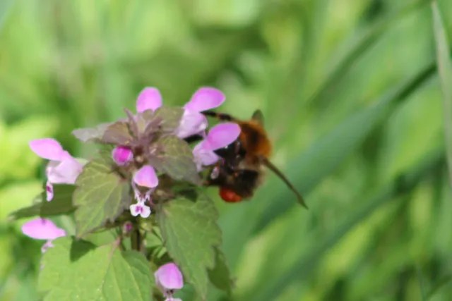 Bombus pascuorum - mezei poszméh