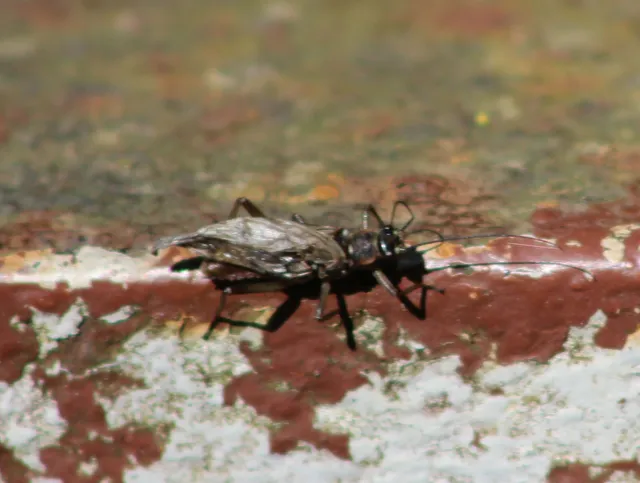 Plecoptera - Álkérészek