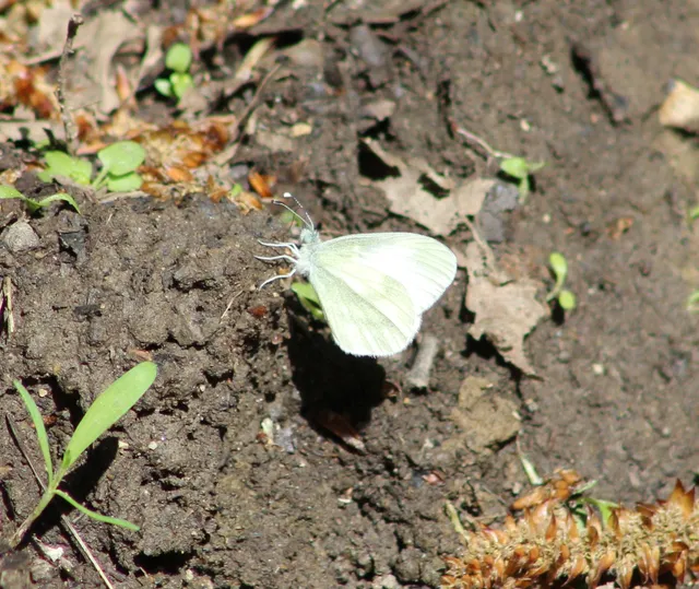 Leptidea sinapis - mustárlepke