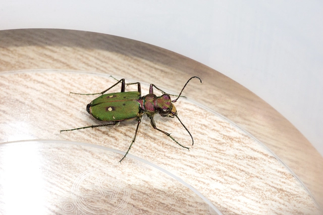 Cicindela campestris - mezei homokfutrinka