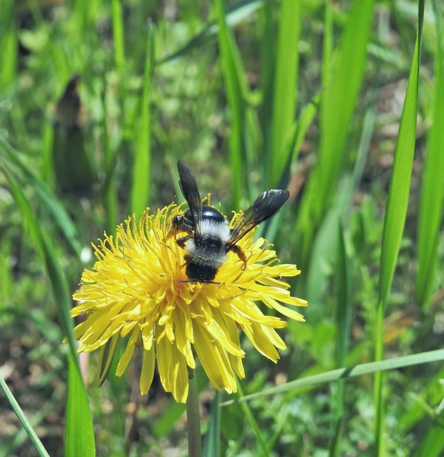 Hymenoptera - Hártyásszárnyúak