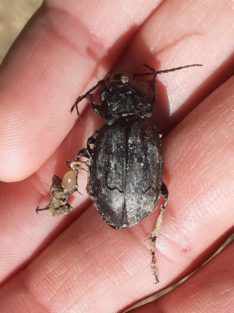 Carabus nemoralis - ligeti futrinka