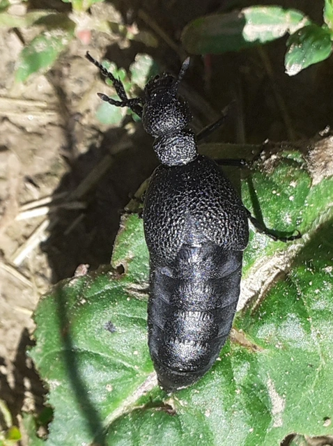 Meloe cicatricosus - óriásnünüke