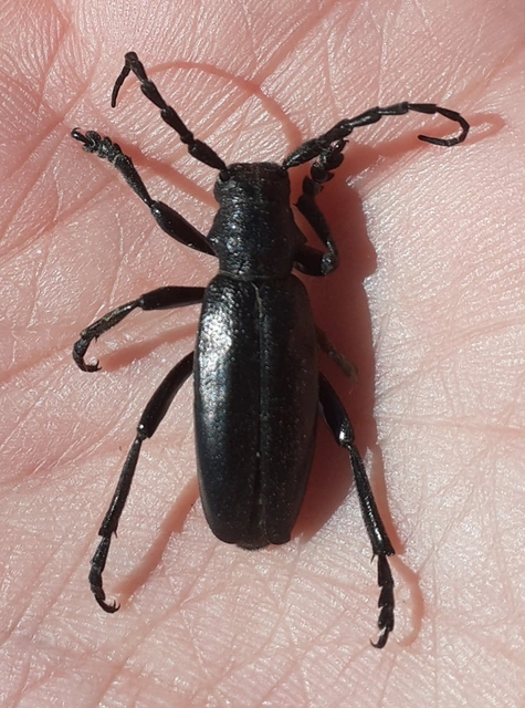 Dorcadion aethiops - fekete gyalogcincér