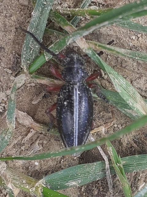 Dorcadion pedestre - kétsávos gyalogcincér