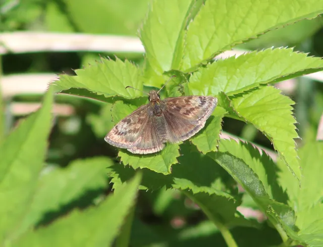 Erynnis tages - cigánylepke