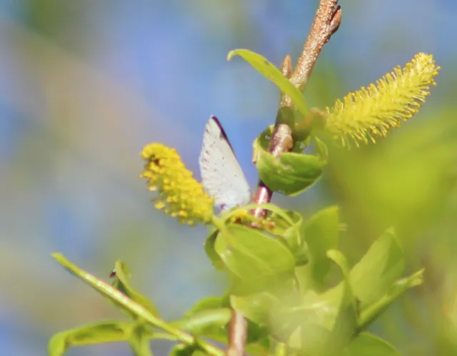 Celastrina argiolus - bengeboglárka