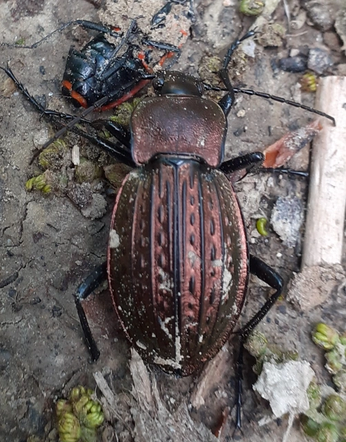 Carabus ulrichii - rezes futrinka Carabus ulrichii - rezes futrinka