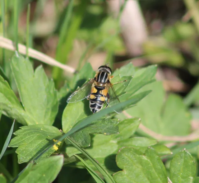 Helophilus trivittatus - nagy mocsárilégy