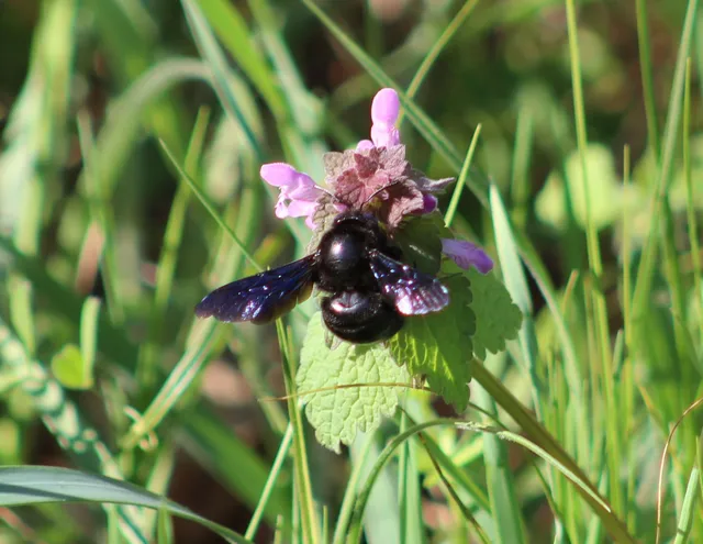 Xylocopa