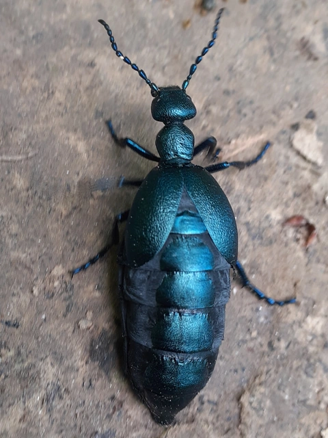 Meloe violaceus - kék nünüke