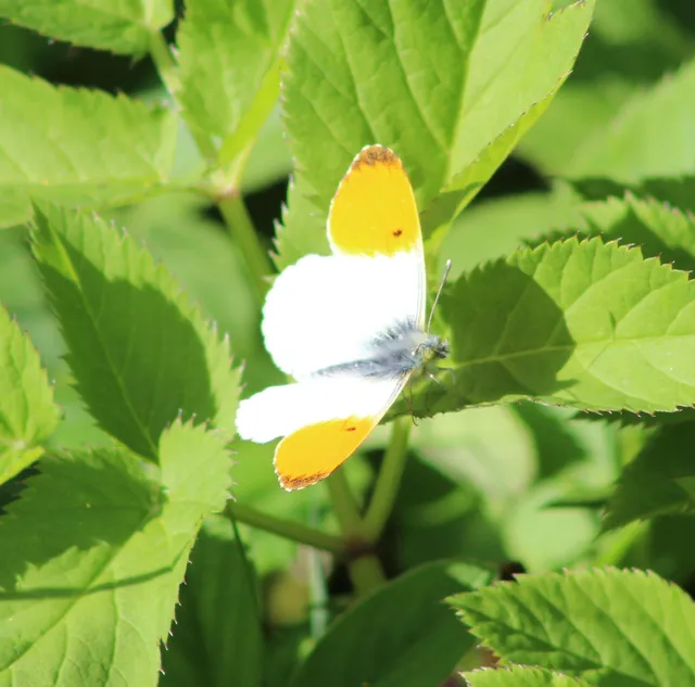 Anthocharis cardamines - hajnalpírlepke