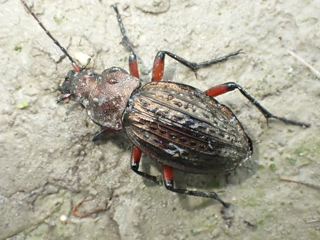 Carabus cancellatus - ragyás futrinka