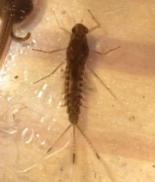 Ephemeroptera - Kérészek