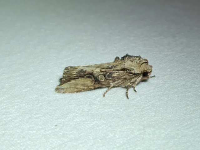 Egira conspicillaris - változékony szürkebagoly