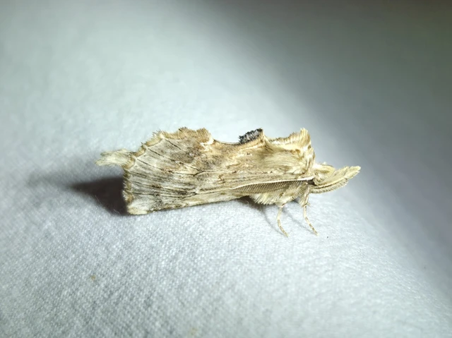 Pterostoma palpina - csőrös púposszövő