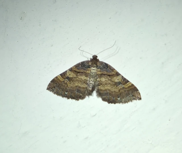 Earophila badiata - csipkerózsa-araszoló