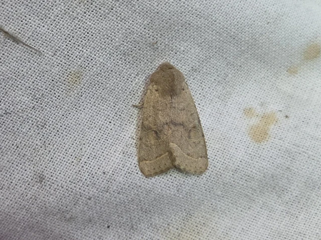Orthosia cerasi - közepes barkabagoly