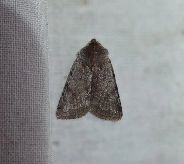 Cerastis rubricosa - vörhenyes tavaszibagoly