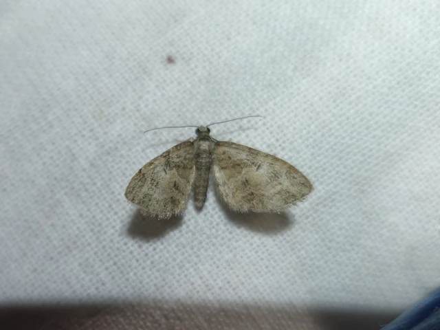 Eupithecia abbreviata - korai törpearaszoló