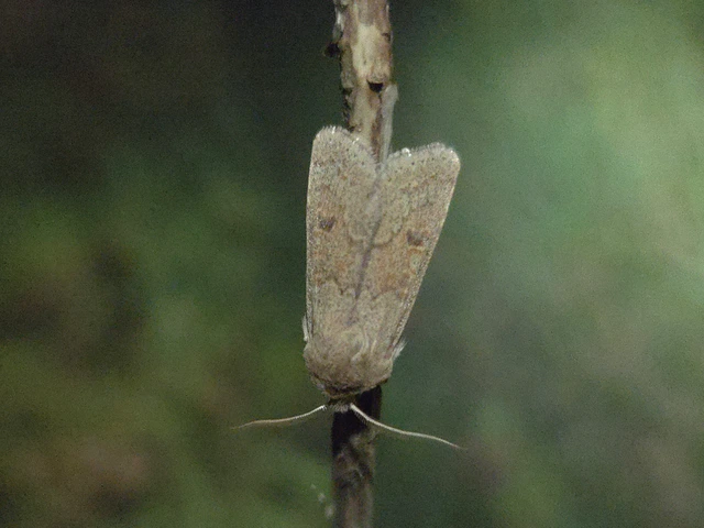 Orthosia miniosa - sárgás barkabagoly