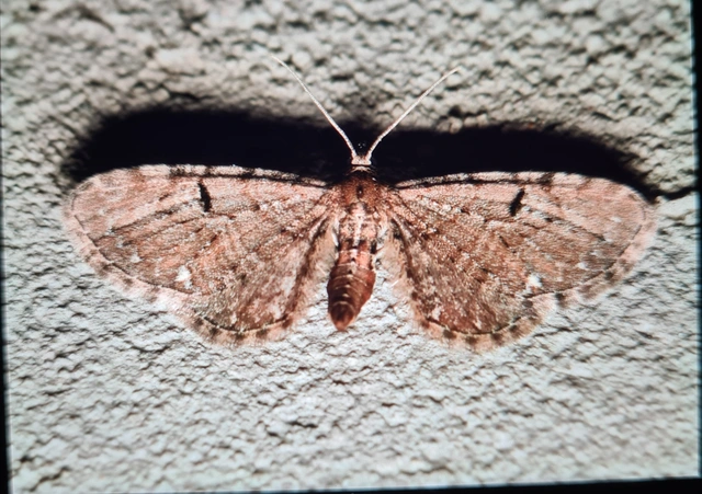 Eupithecia assimilata - komló-törpearaszoló