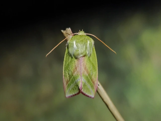 Pseudoips prasinana - bükkfa-zöldbagoly