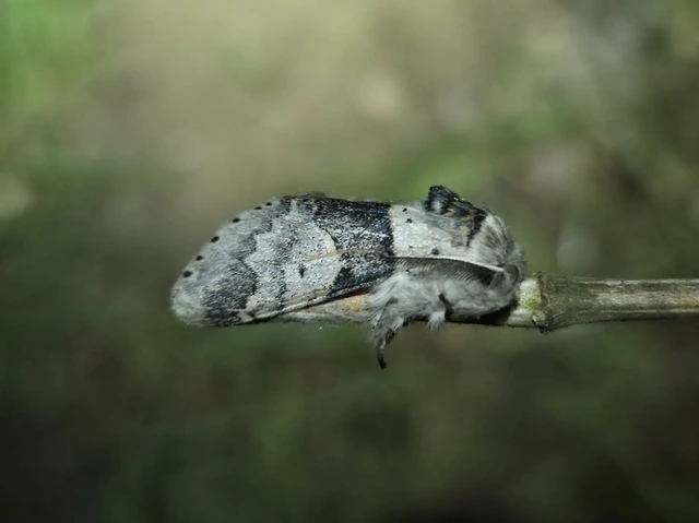 Furcula bifida - kis púposszövő