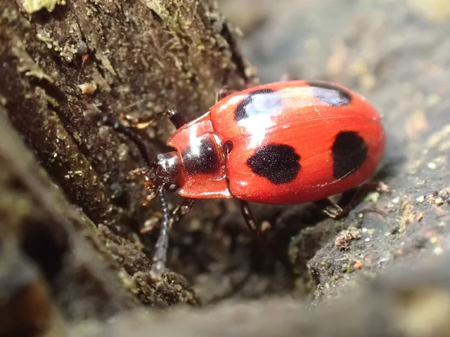 Endomychus coccineus - négypettyes álböde