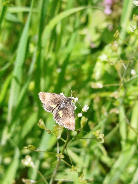 Panemeria tenebrata - apró sárgabagoly