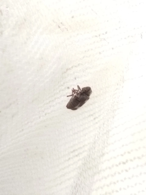 Ptinomorphus
