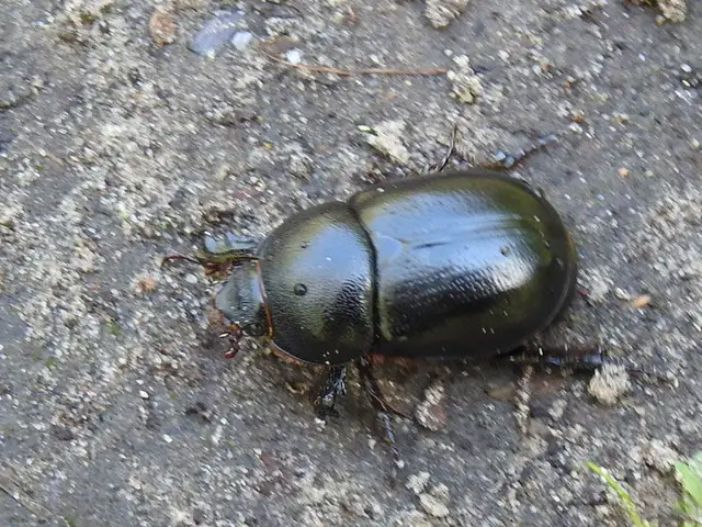 Pentodon idiota - butabogár
