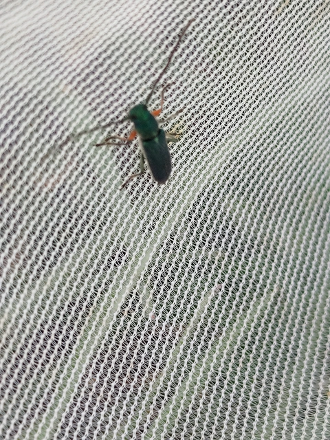 Phytoecia caerulea - fémzöld fűcincér