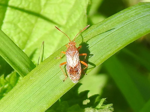 Rhopalidae - üvegpoloskák