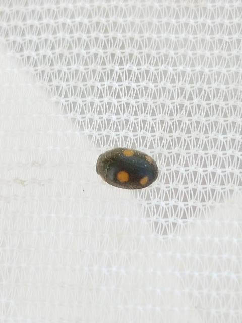 Platynaspis luteorubra - négypettyes szerecsenkata