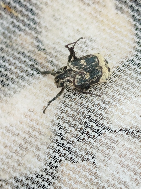 Valgus hemipterus - suta virágbogár