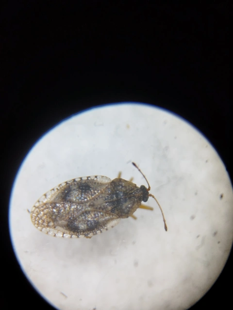 Dictyla