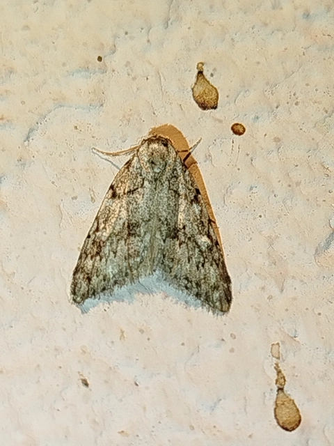 Nola cicatricalis - szürke pamacsosszövő
