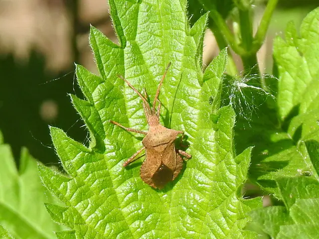 Coreus marginatus - közönséges karimáspoloska